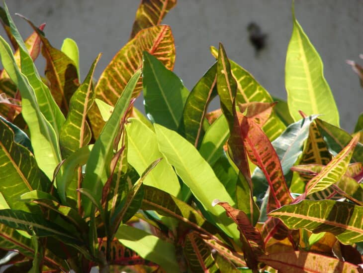 Croton - Codiaeum variegatum