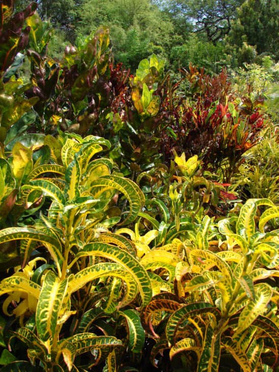 Croton - Codiaeum variegatum