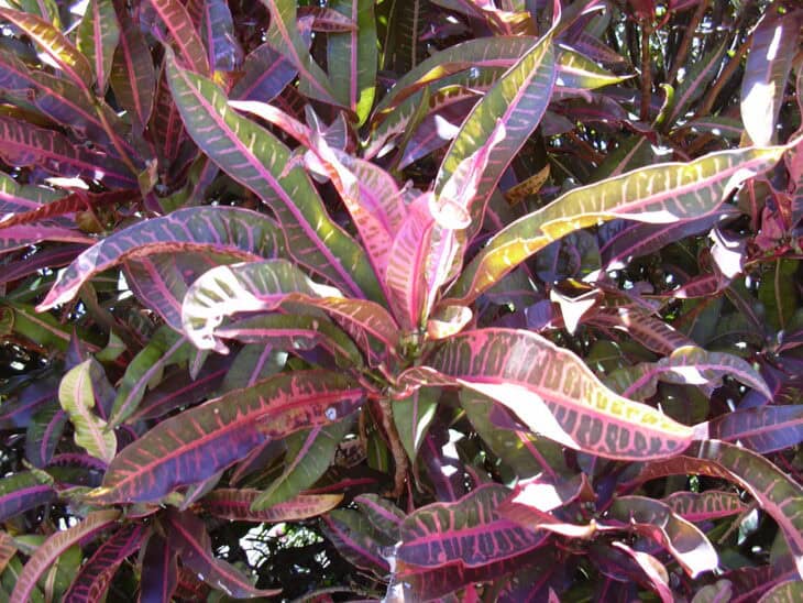 Croton - Codiaeum variegatum