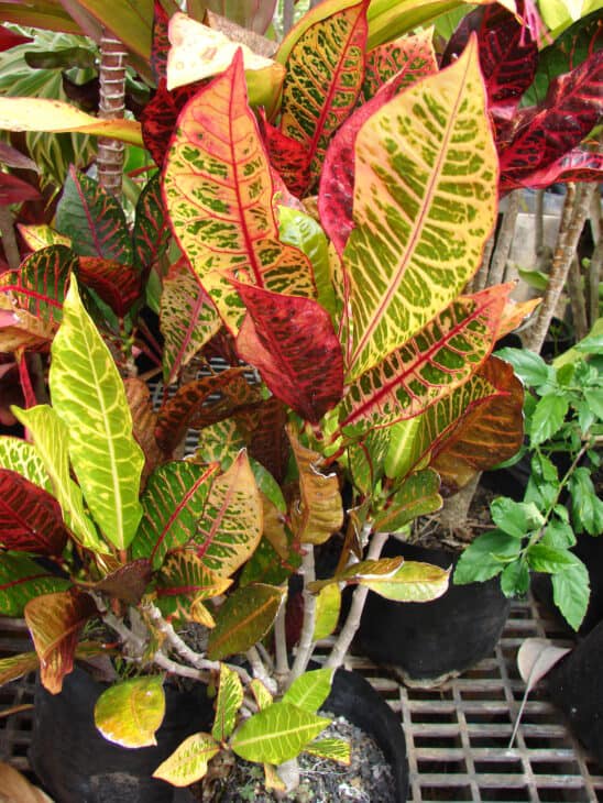 Croton - Codiaeum variegatum