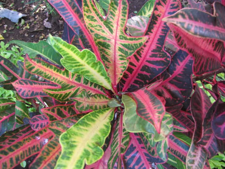 Croton - Codiaeum variegatum
