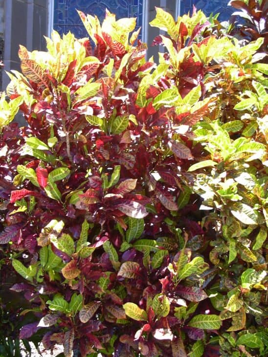 Croton - Codiaeum variegatum