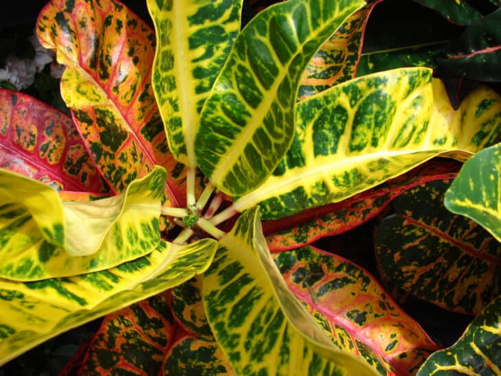Croton - Codiaeum variegatum