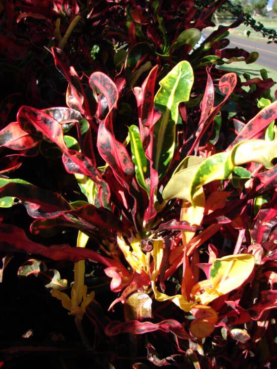 Croton - Codiaeum variegatum