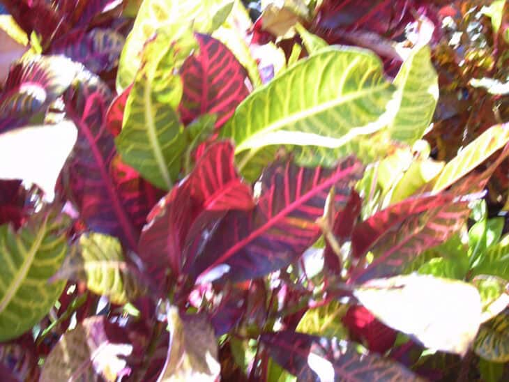 Croton - Codiaeum variegatum