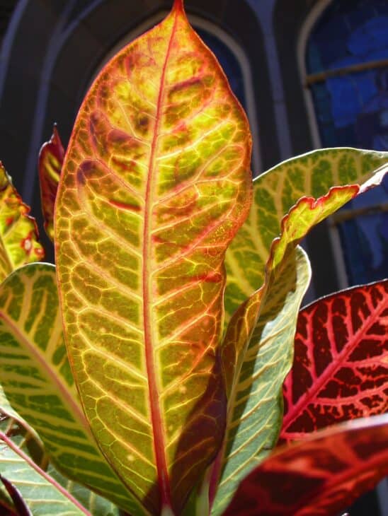 Croton - Codiaeum variegatum
