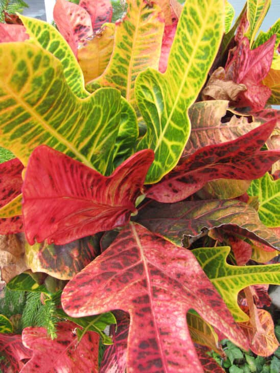 Croton - Codiaeum variegatum
