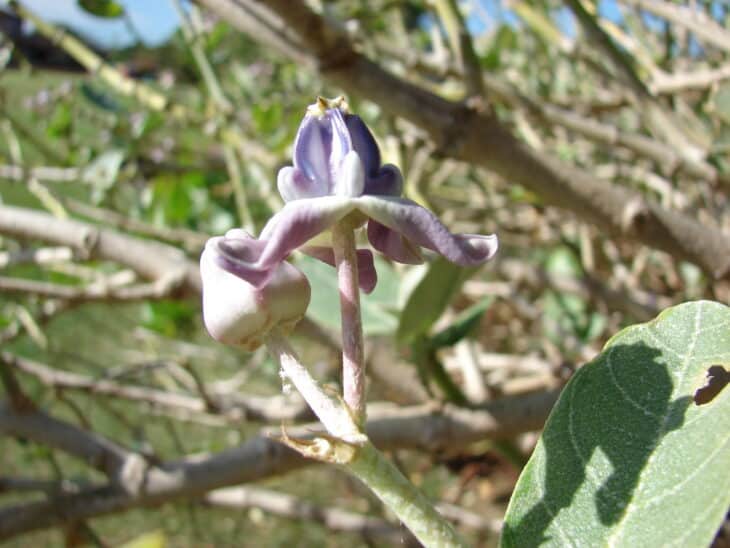 Crown Flower - Calotropis gigantea