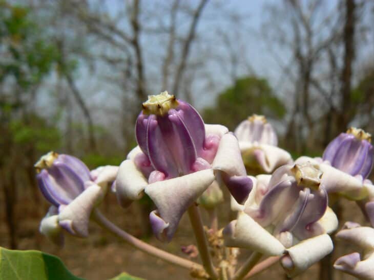 Crown Flower - Calotropis gigantea