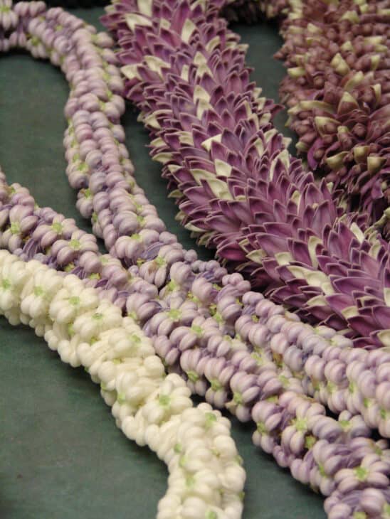 Crown Flower - Calotropis gigantea