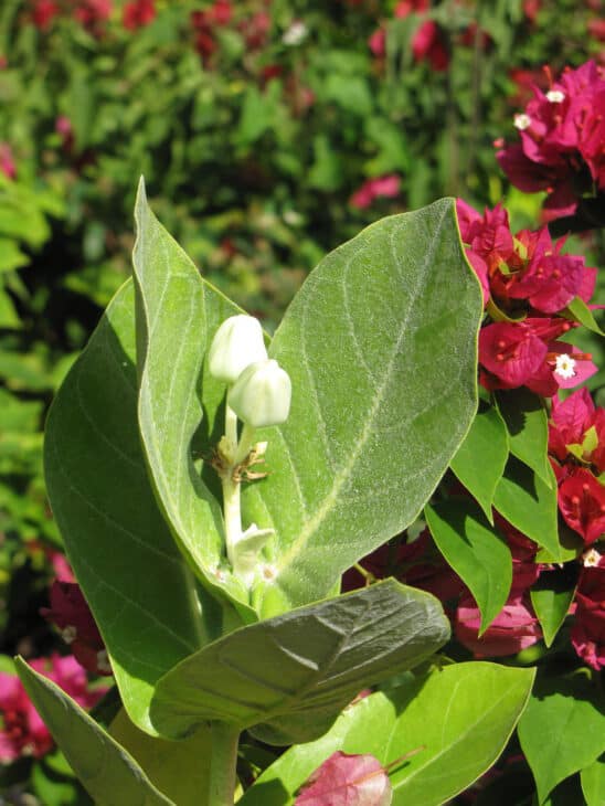 Crown Flower - Calotropis gigantea