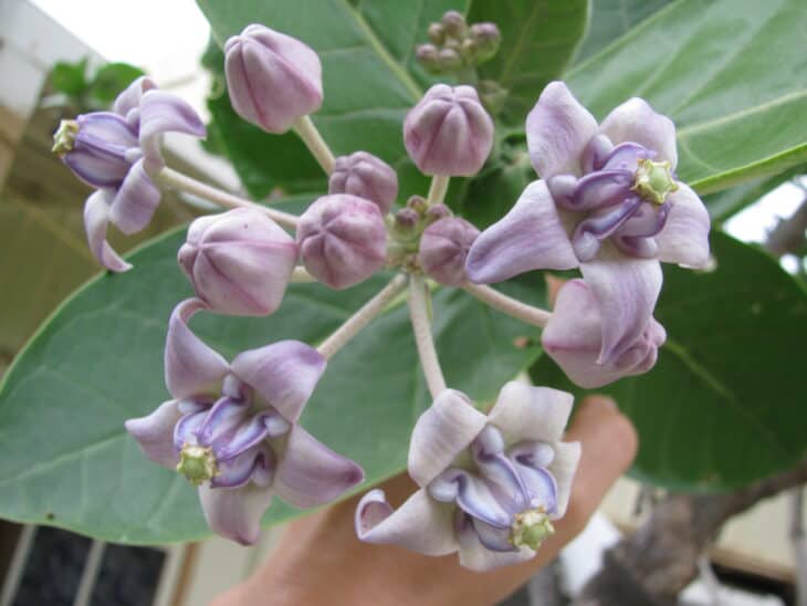 Crown Flower - Calotropis gigantea