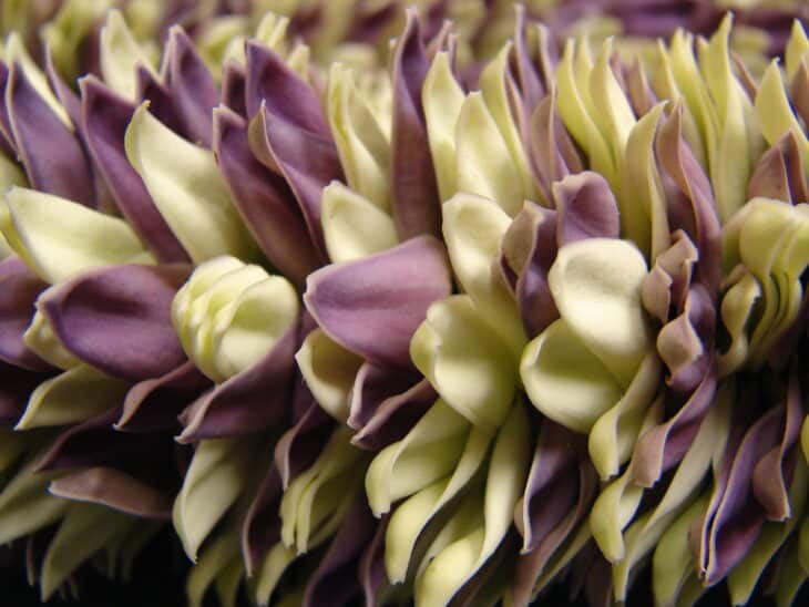 Crown Flower - Calotropis gigantea