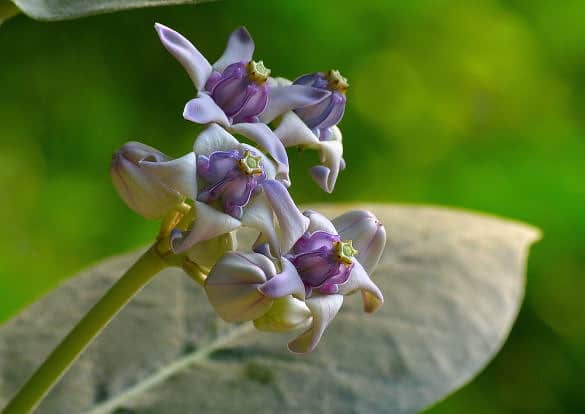 Crown Flower - Calotropis gigantea