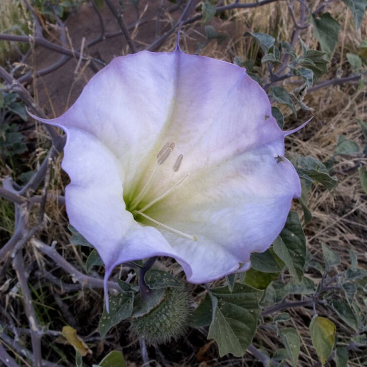 Datura