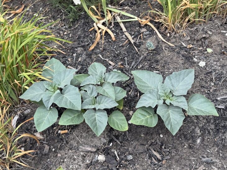Datura - Jimsonweed II