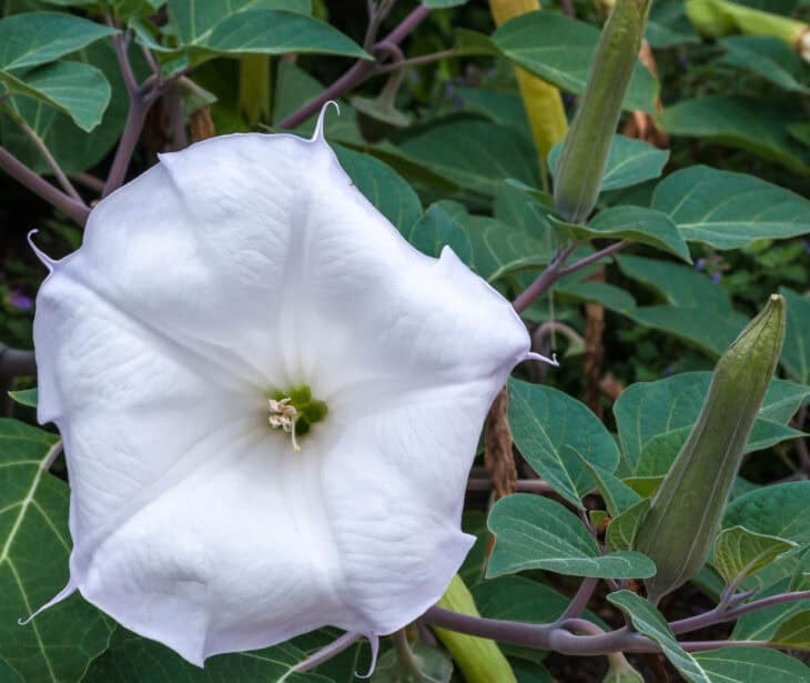 Devil's Trumpet