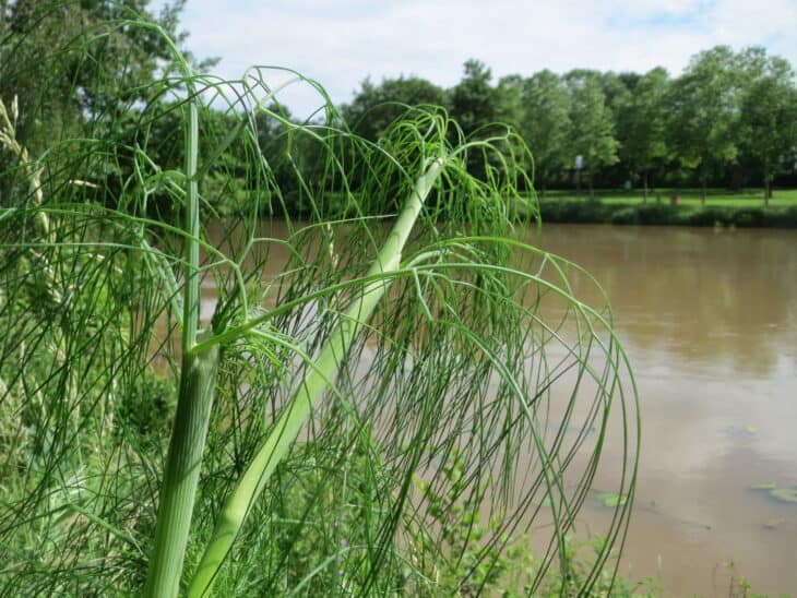Dill - Anethum graveolens