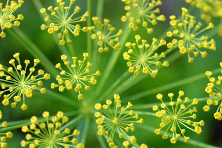 Dill - Anethum graveolens