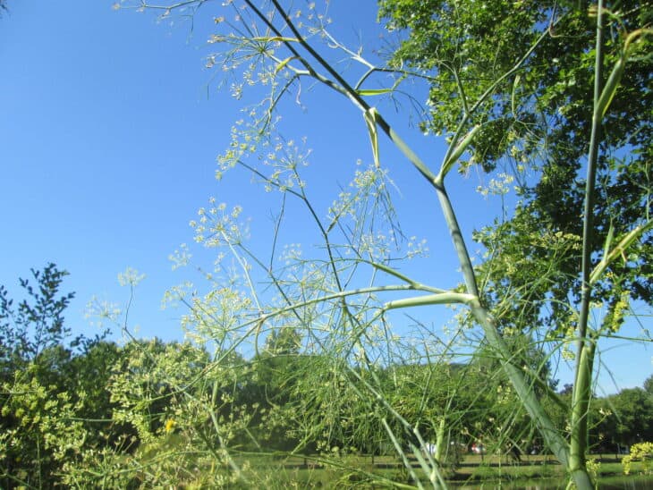 Dill - Anethum graveolens