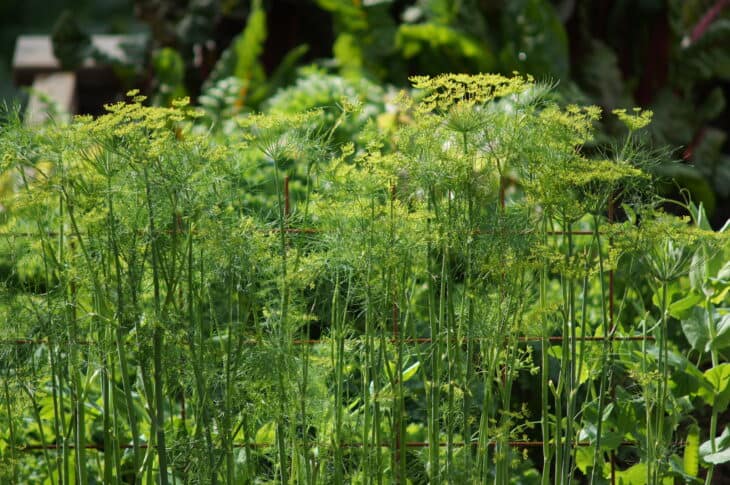 Dill - Anethum graveolens