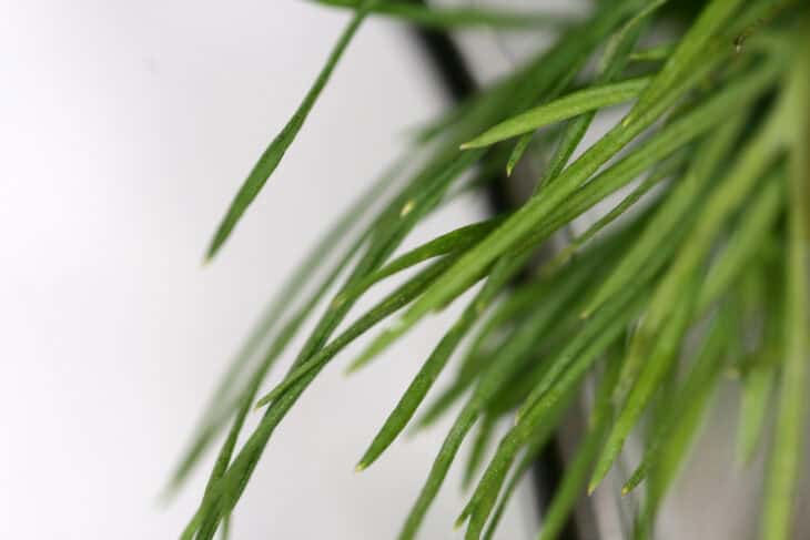 Dill - Anethum graveolens
