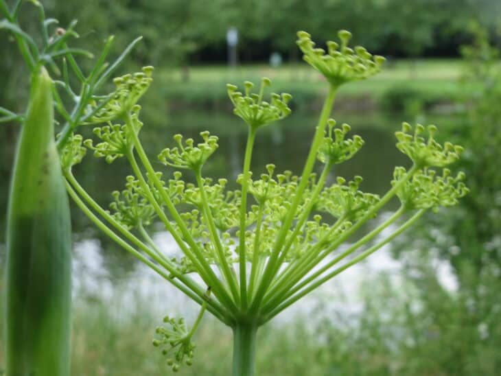 Dill - Anethum graveolens