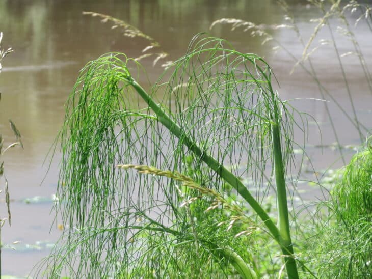 Dill - Anethum graveolens