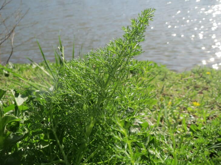 Dill - Anethum graveolens