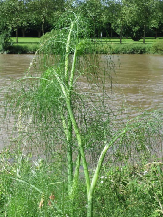 Dill - Anethum graveolens
