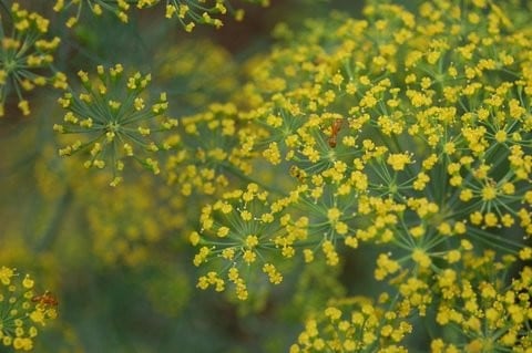 Dill - Anethum graveolens