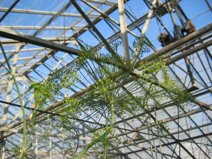 Dill - Anethum graveolens