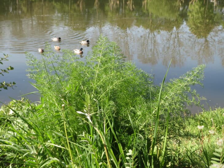 Dill - Anethum graveolens
