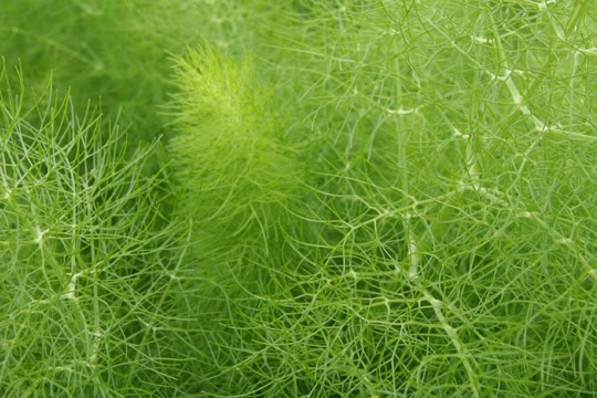 Dill - Anethum graveolens
