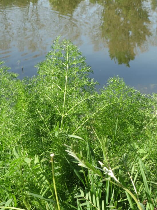Dill - Anethum graveolens