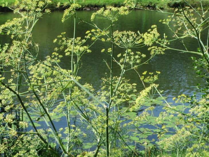 Dill - Anethum graveolens