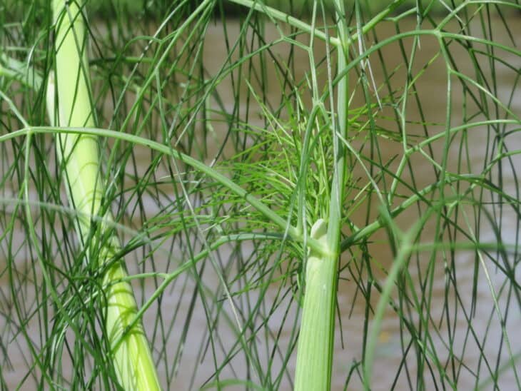 Dill - Anethum graveolens