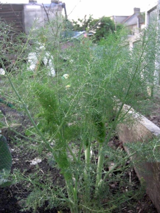 Fennel - Foeniculum vulgare