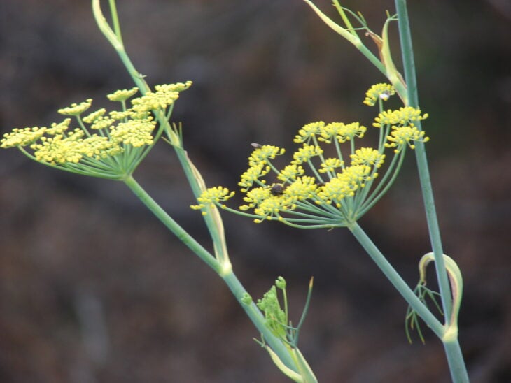 Fennel - Foeniculum vulgare