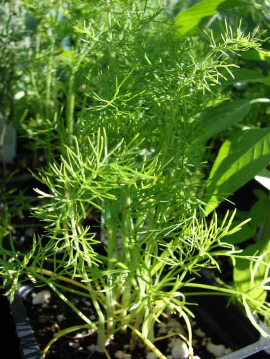 Fennel - Foeniculum vulgare