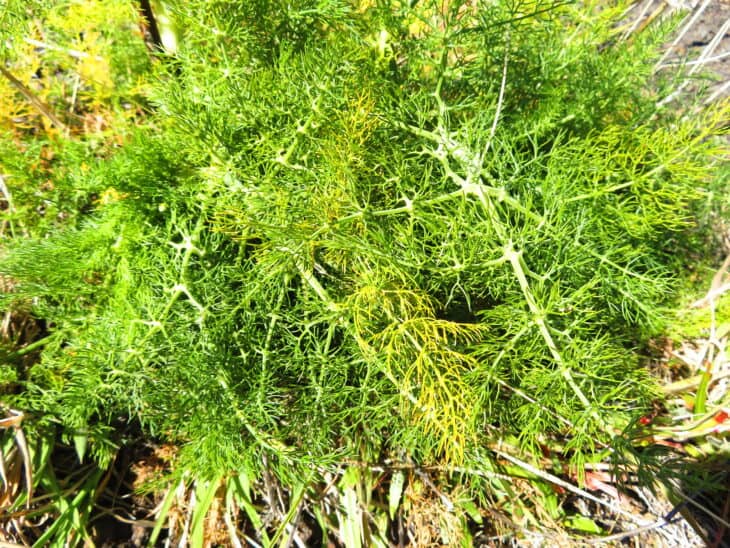 Fennel - Foeniculum vulgare