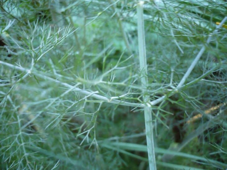 Fennel - Foeniculum vulgare