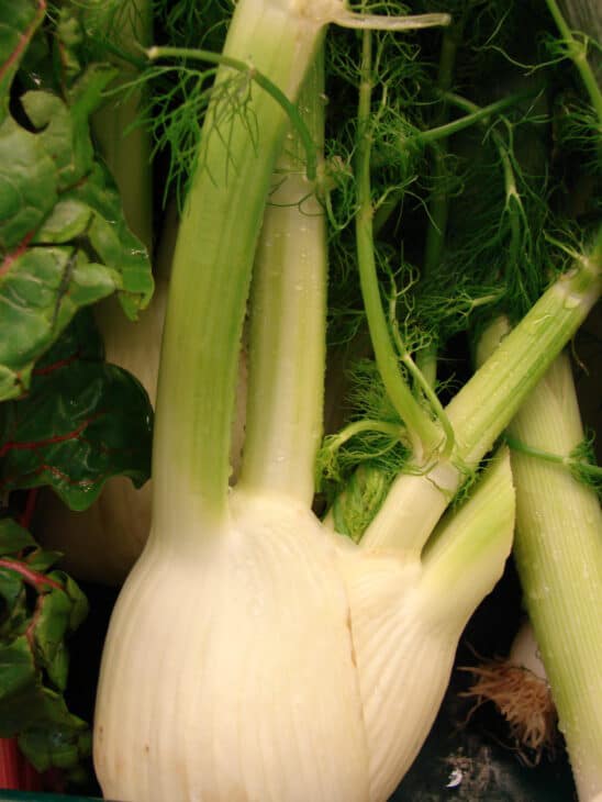 Fennel - Foeniculum vulgare