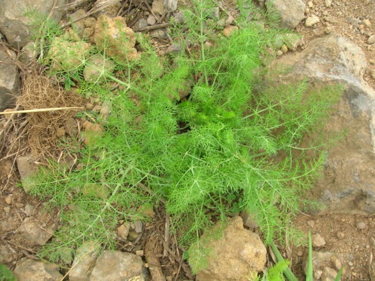 Fennel - Foeniculum vulgare