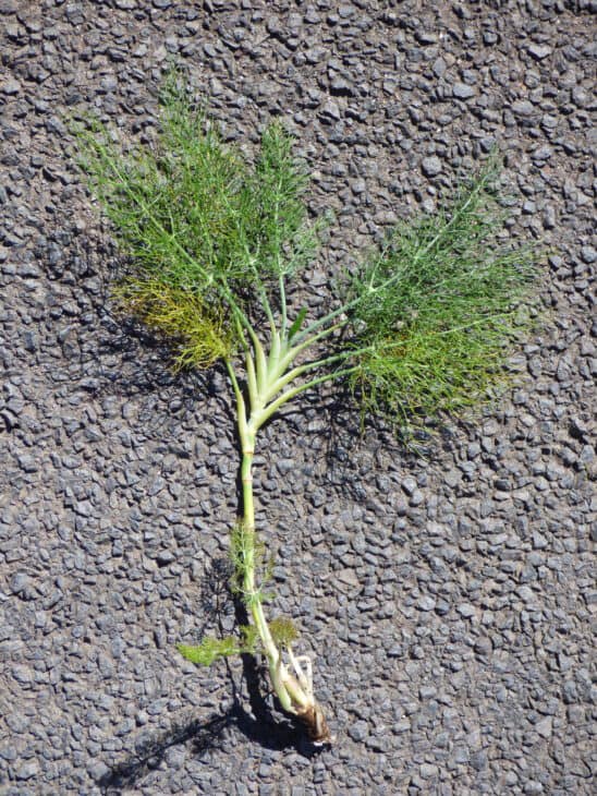 Fennel - Foeniculum vulgare