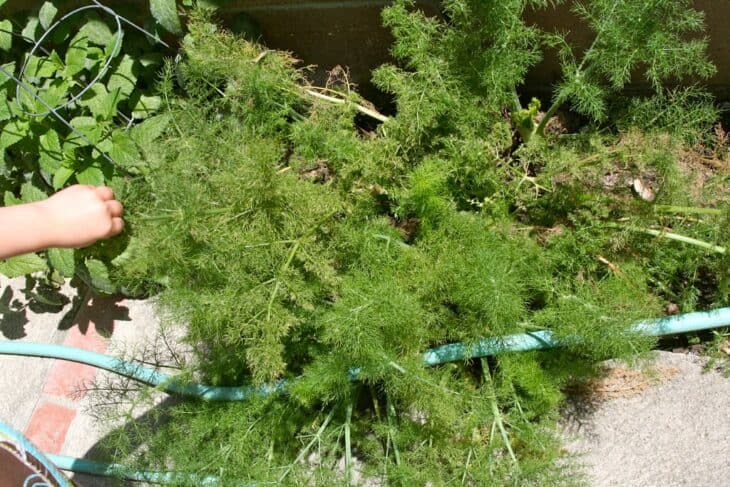 Fennel - Foeniculum vulgare