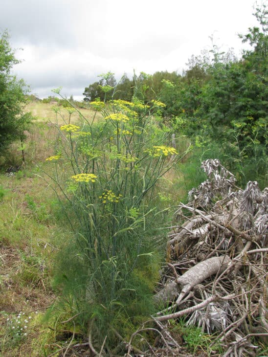 Fennel - Foeniculum vulgare