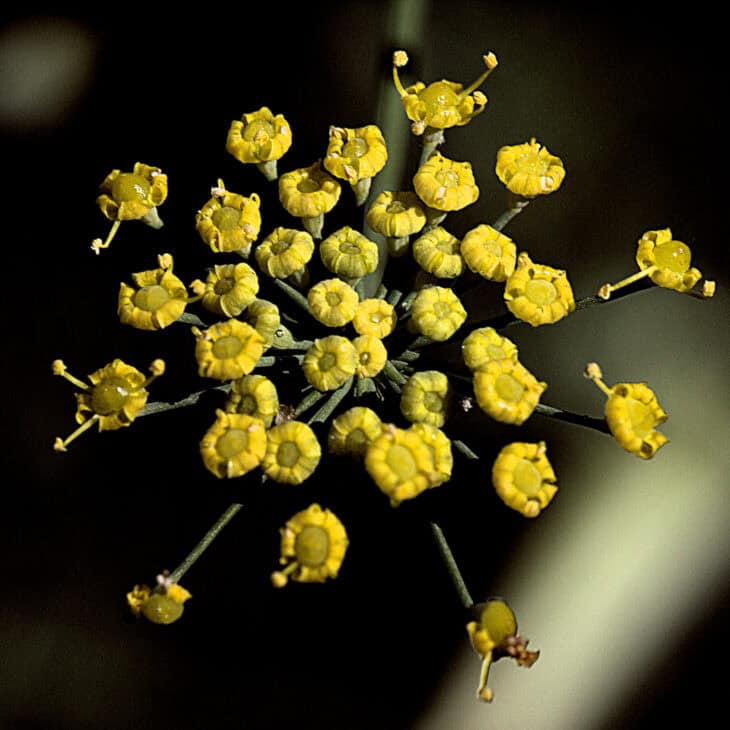 Fennel - Foeniculum vulgare