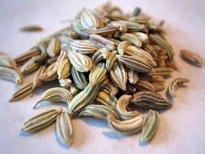Fennel - Foeniculum vulgare