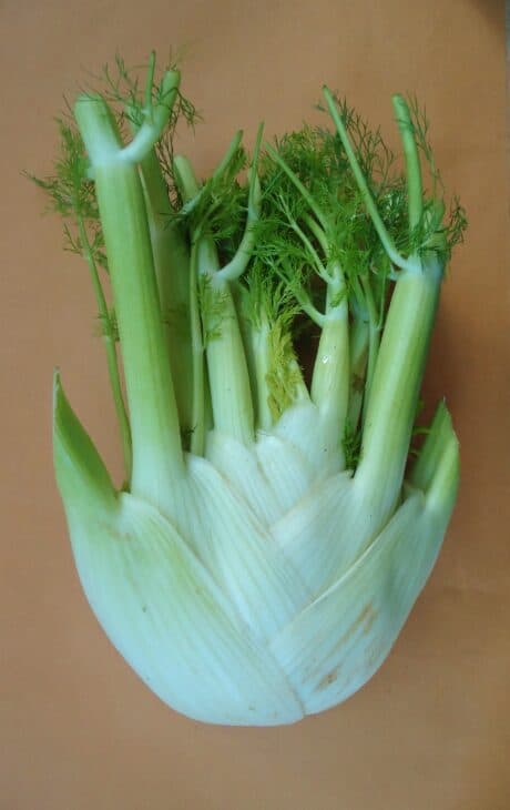 Fennel - Foeniculum vulgare